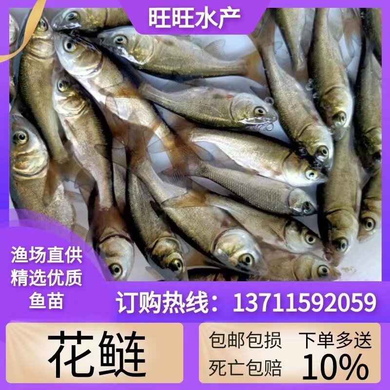 花鲢鱼苗大头鱼苗鳙鱼苗包活大头鳙鱼苗胖头鱼苗黑鲢鱼苗白鲢鱼