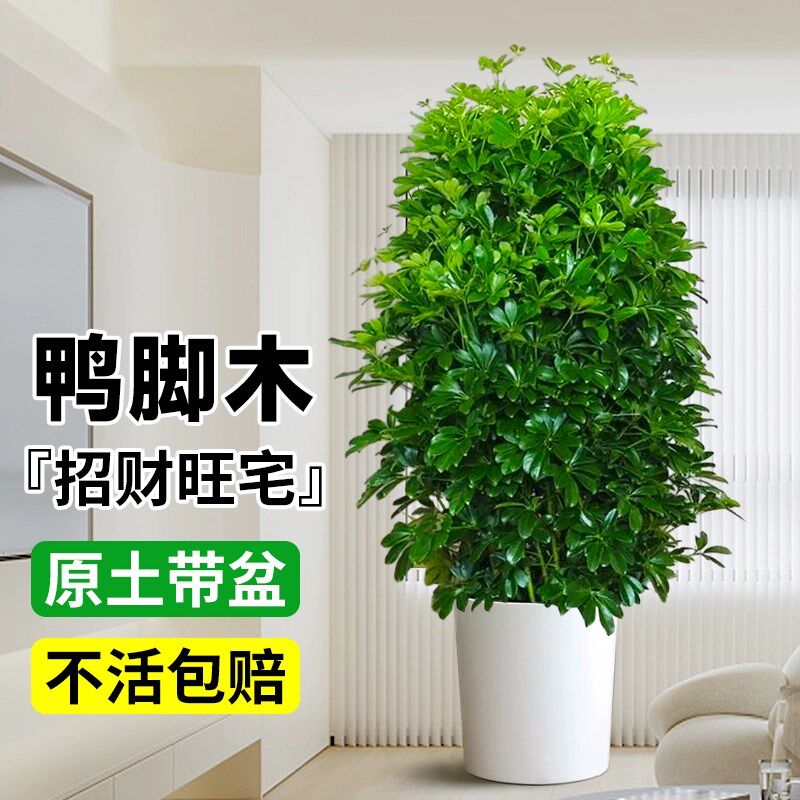 鸭脚木客厅大盆栽八方来财鸭掌木大型绿植/成品组合盆