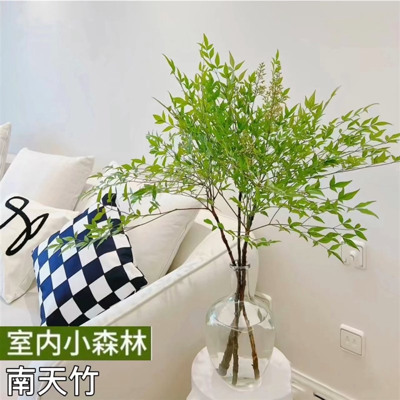 南天竹鲜切枝水培绿植火焰红盆栽花卉室内水养平替吊钟马醉木植物