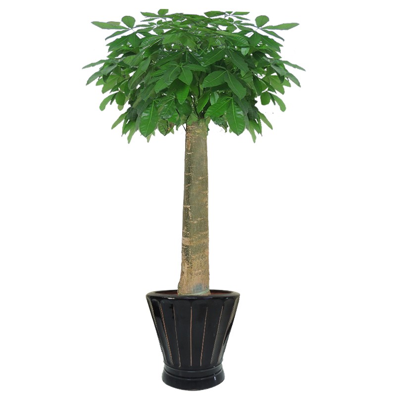 发财树北京植物绿植盆栽室内办公室盆景客厅单杆独杆开业乔迁送礼