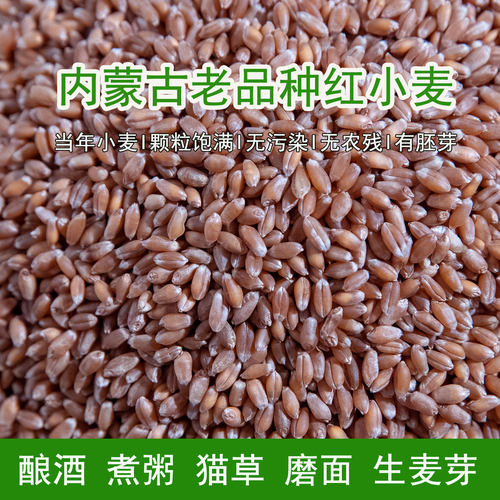 内蒙古硬质新红小麦粒农家带皮酿酒发芽猫草磨面喂鸽子鸡饲料种子