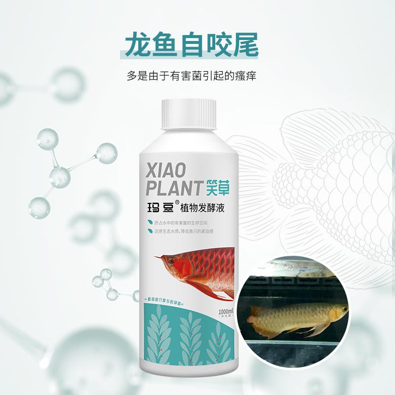 玛豆笑草控菌龙鱼状态恢复需鱼缸水质净化鱼用益生菌非黄粉非鱼药