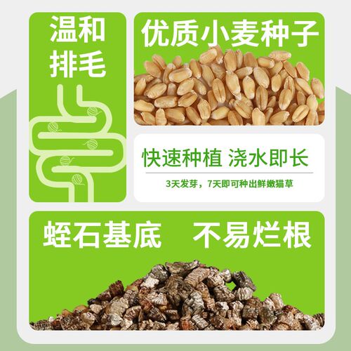 星际喵无土水培猫草罐懒人猫薄荷即食猫草粒猫咪零食盆栽化毛用品