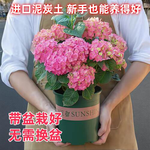 绣球花盆栽带花苞无尽夏花苗室内阳台室外花开花绿植四季花卉植物