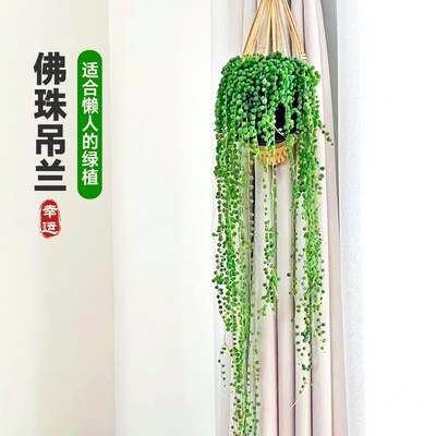 精品佛珠吊兰盆栽室内吊篮珍珠情人泪成品垂吊悬挂式懒人四季好养