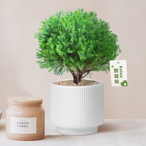 圣诞树礼物放青松绿植雾凇盆栽网红雾松办公室内桌面好养解压花卉