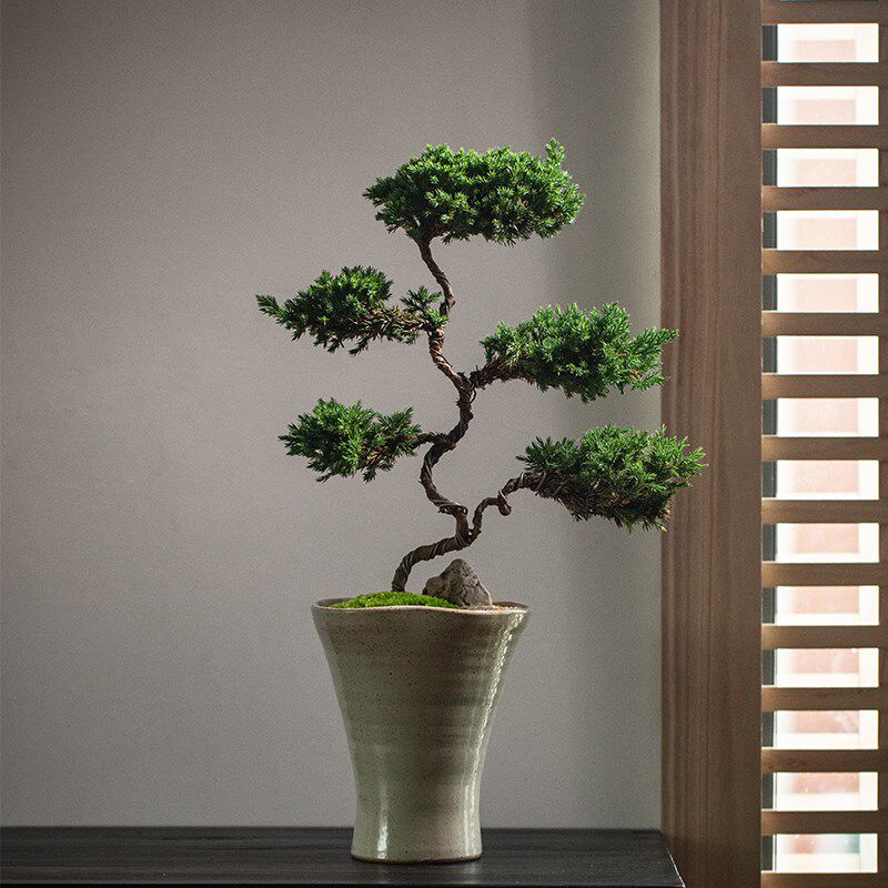 五层塔松诧寂风盆景云朵造型植物办公室客厅桌面乔迁松柏好养花卉