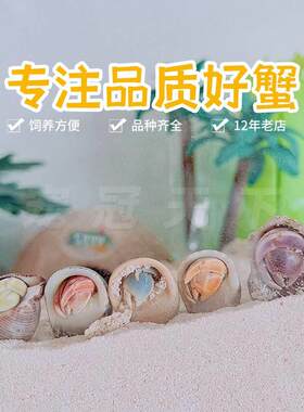 陆生超大草莓短腕寄居蟹活体淡水螃蟹活物宠物小型观赏蟹包邮包活