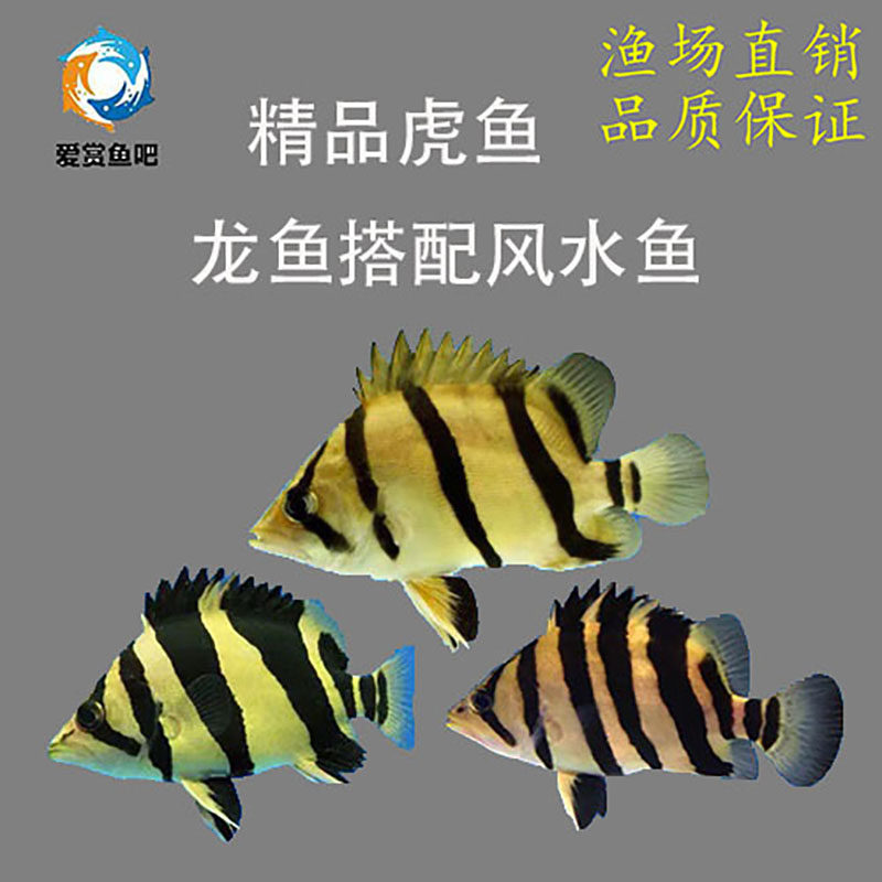 三纹虎鱼观赏鱼苏虎淡水印尼热带练手虎鱼苏门答腊虎长明苏虎泰国