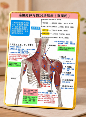 连接肩胛骨的16块肌肉知识展示牌康复馆科普装饰摆件