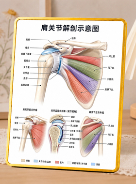 肩关节解剖示意图养生馆诊所教学参考人体解剖知识装饰摆件