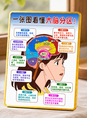 一张图看懂大脑分区科普知识装饰摆牌书房桌面装饰摆件
