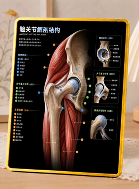 髋关节解剖结构科普摆台诊所康复室养生馆桌面医学知识装饰摆件