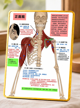 人体肩部肌肉解剖知识展示摆台康复馆健身房桌面装饰摆件
