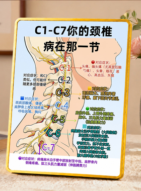 C1-C7颈椎病症对应科普摆台养生馆理疗室桌面装饰摆件