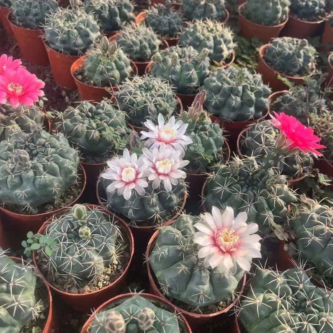 【下单立减50】绯花玉仙人球多肉植物室内好养办公室盆栽绿植JK