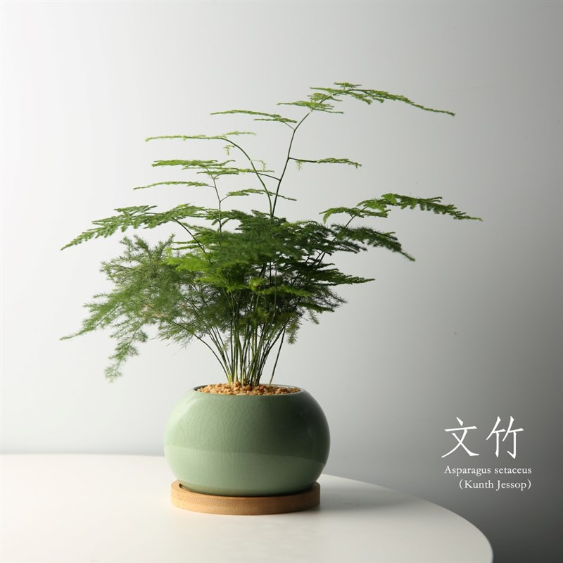 文竹盆栽植物室内客厅中式禅意盆景好养绿植办公室摆件高端花卉