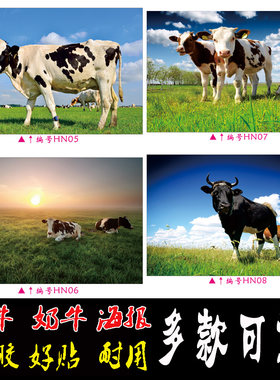水牛奶牛黄牛海报贴画动物海报牛肉分割图生猪分割图水果墙贴包邮