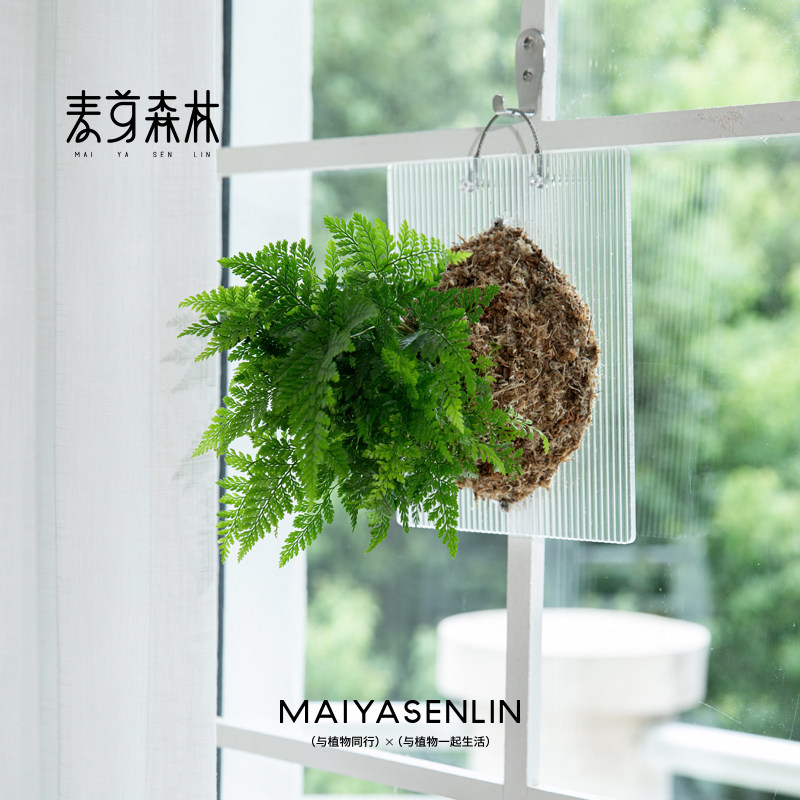 狼尾蕨亚克力造景版板绿植物壁挂墙装饰无土好养手工做 麦芽森林