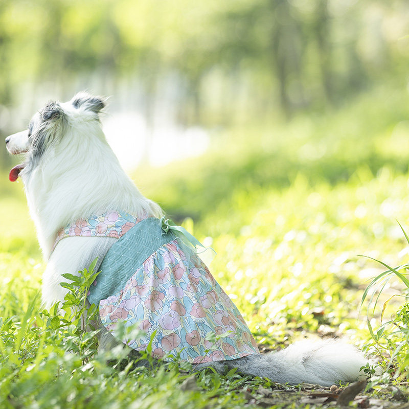 它小灶狗狗胸背裙衬衫衣服宠物大型犬裙子吊带裙可爱甜美萨摩耶