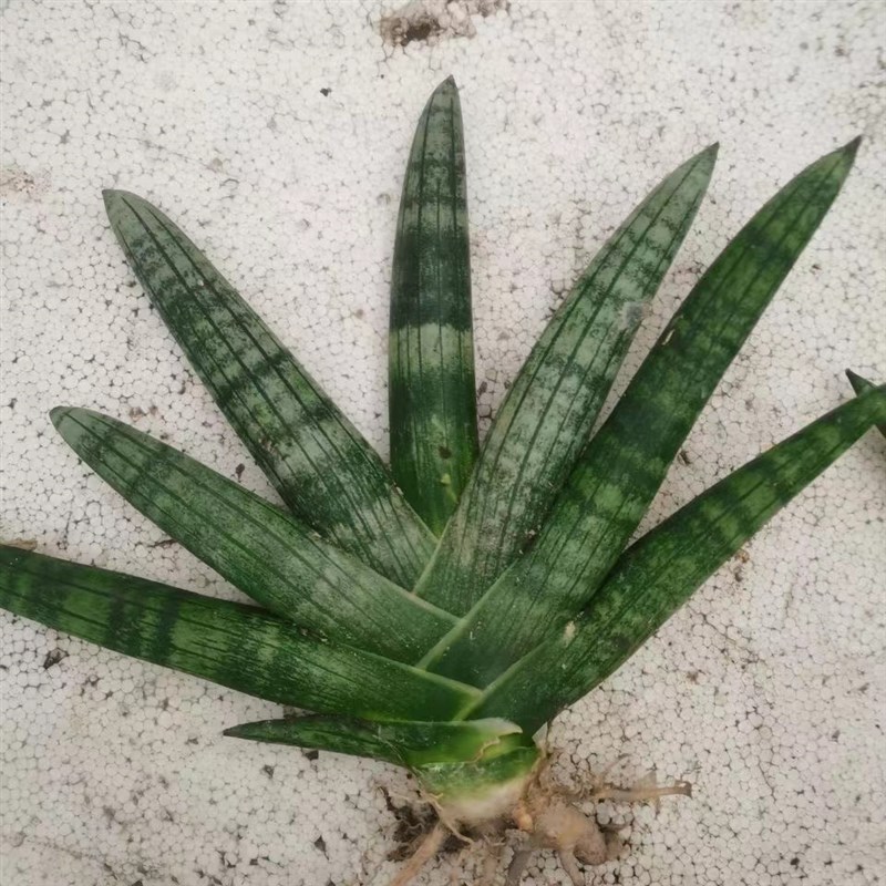 【招财佛手】棒叶虎皮兰易养室内多肉植物绿植花卉盆栽镇宅