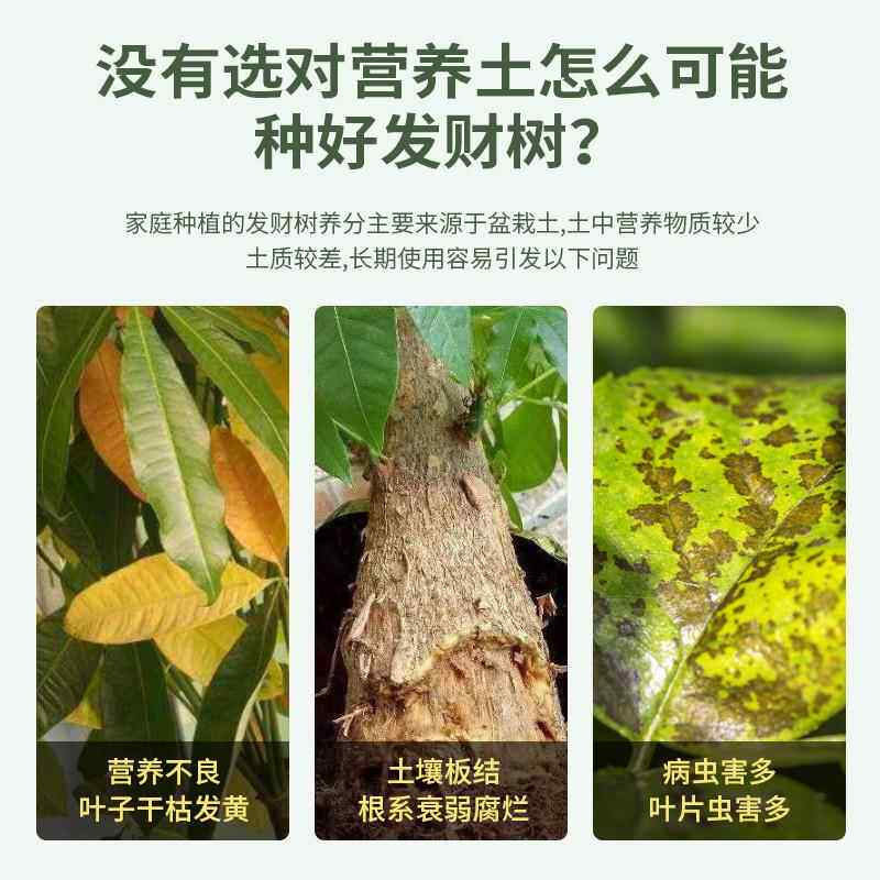 发财树专用营养土发财树专用肥防枯叶黄叶烂根盆栽绿植种植土壤