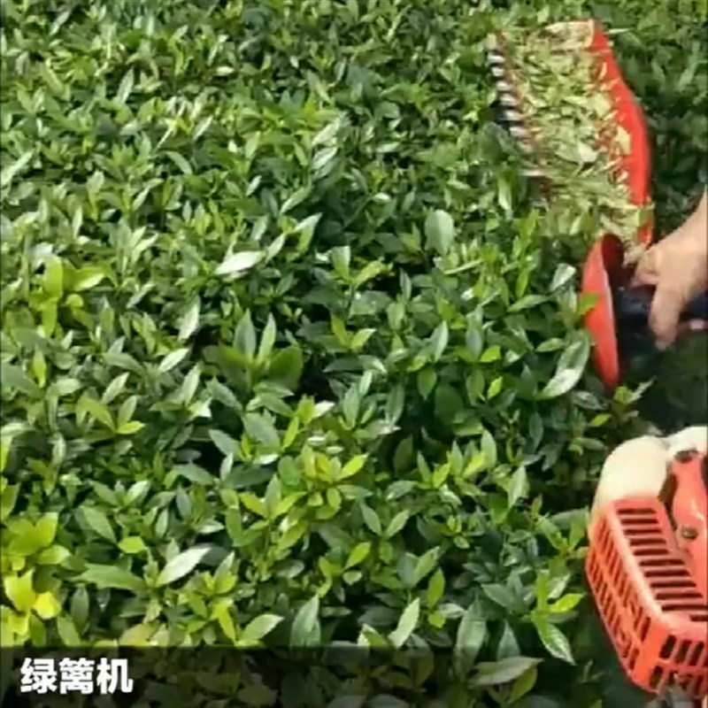 电动绿篱修剪机机汽油双刀修枝粗枝剪背负式茶叶绿化花草工具神器