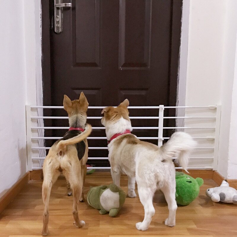中小型宠物隔离门档宝宝安全防护栏猫狗栅栏阳台围栏免打孔加高版图片