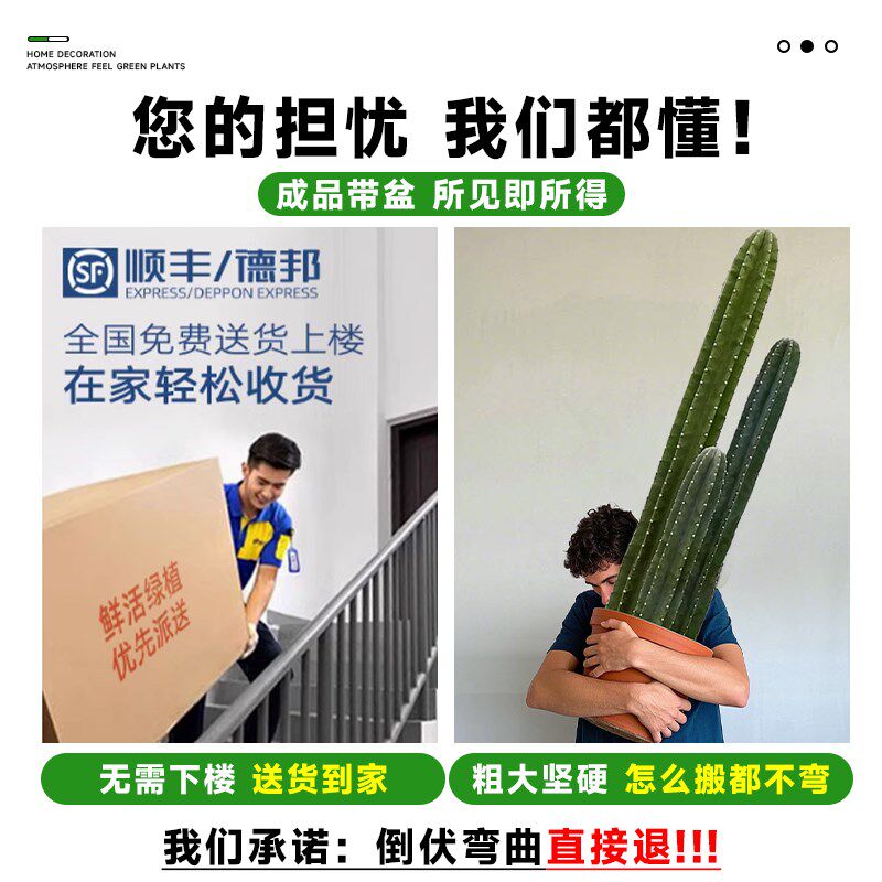 量天尺仙人柱盆栽绿植高级感客厅室内大型植物好养四季仙人掌多肉