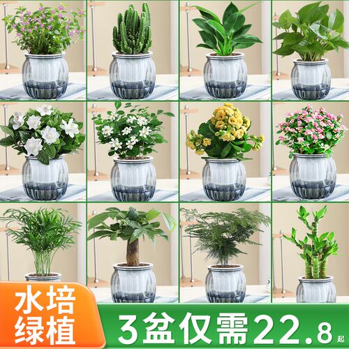水培植物绿萝箩花卉绿植发财树多肉室内小盆栽净化空气四季好养活