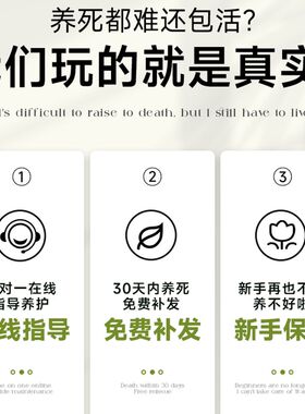 大型散尾葵植物盆栽客厅绿植物室内禄植物门前办公室除甲醛凤尾竹