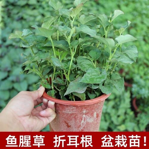 鱼腥草盆栽新鲜折耳根紫苏阳台庭院植物薄荷迷迭香彩椒可食用绿植