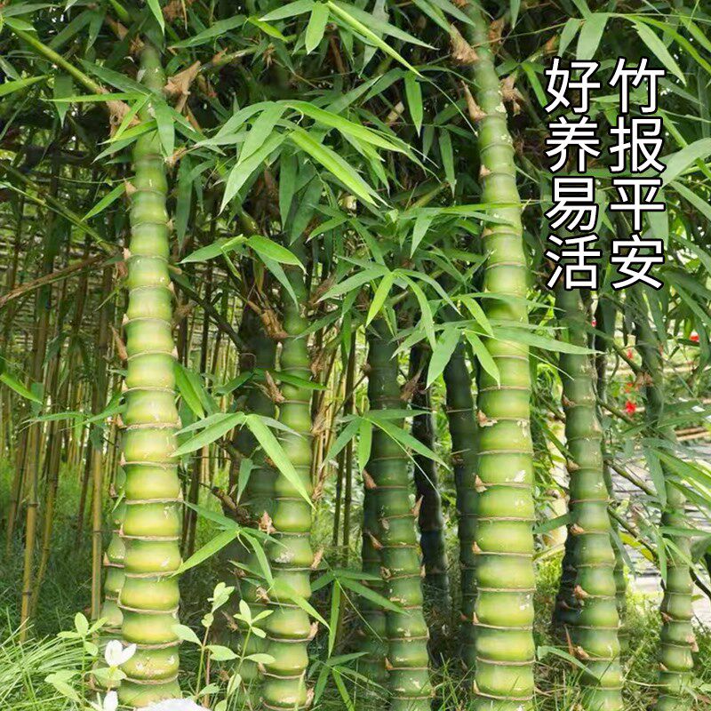 佛肚竹大型盆栽室内客厅盆景绿植庭院富贵竹转运竹四季常青观赏竹