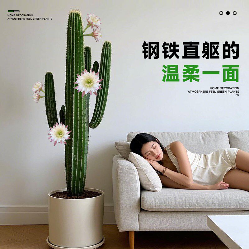 量天尺仙人柱盆栽绿植高级感客厅室内大型植物好养四季仙人掌多肉