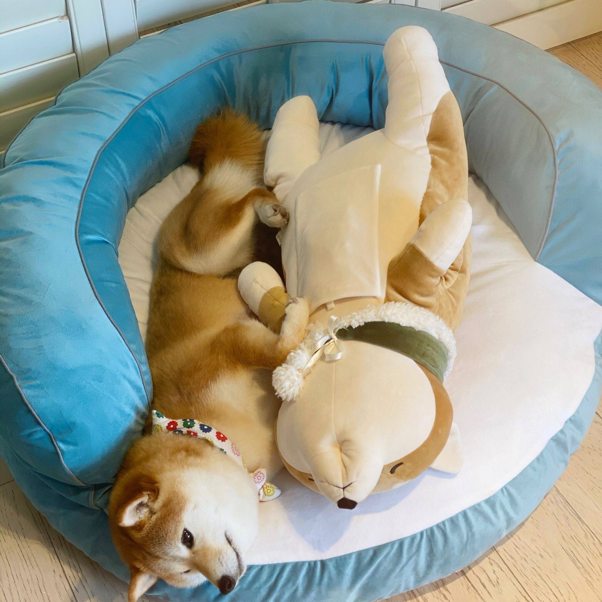 可拆洗狗窝柴犬柯基泰迪法斗睡觉加大宠物沙发耐抓耐咬保暖狗狗床