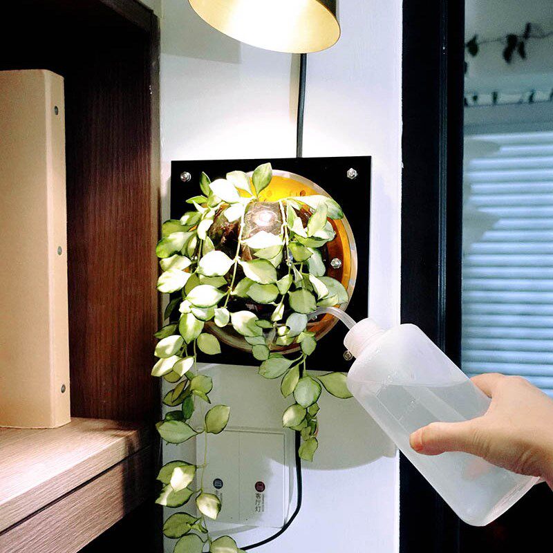 [小套]蝴蝶兰鹿角蕨板植球兰上墙上板挂板花盆自吸水亚克力种植板