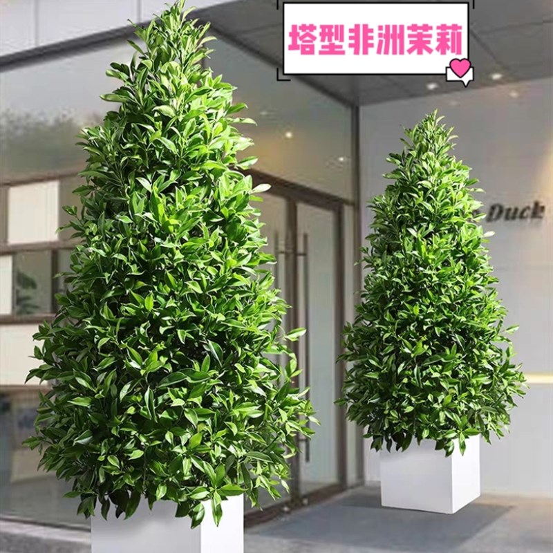塔型非洲茉莉店铺单位门口大型绿植盆栽耐晒耐寒好养室外植物图片
