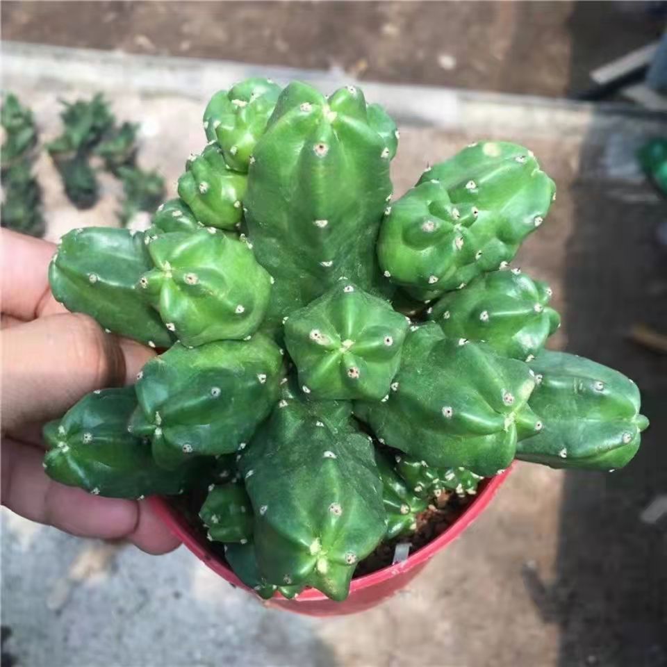 桃太郎无刺仙人柱多肉植物群生多多肉植物