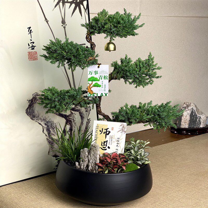 五层塔松盆栽送导师放青松绿植乔迁开业礼物不老松真盆景室内植物