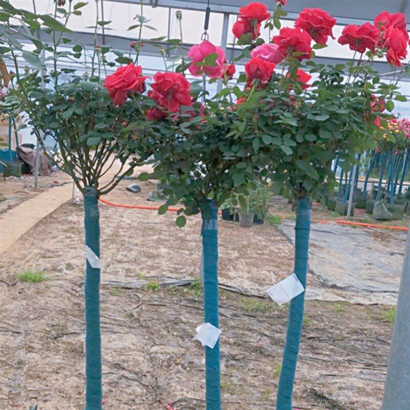 山木香大花型树桩月季庭院阳台玫瑰盆栽棒棒糖树状月季花