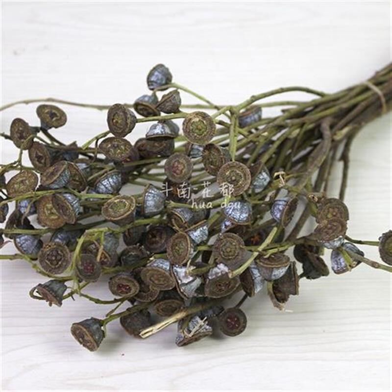 尤加利小白果  桉树天然干树枝干花