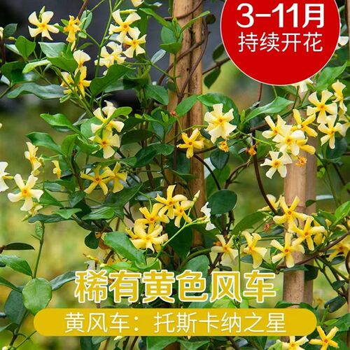 黄色风车茉莉盆栽托斯卡纳之星络石爬藤植物爬藤香味阳台花卉盆栽