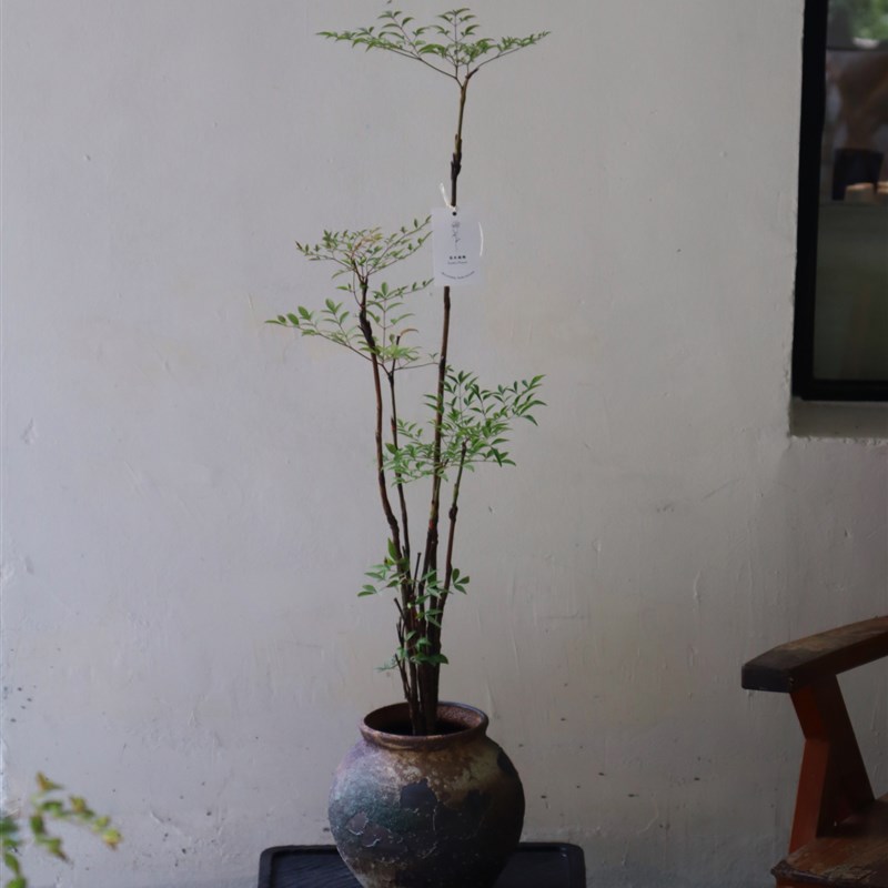 苏太植物 大型南天竹喜阳耐阴植物 室内客厅书房好养花卉一物一拍