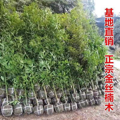 正宗金丝楠木大树小叶桢楠树名贵苗木楠木树四季常青