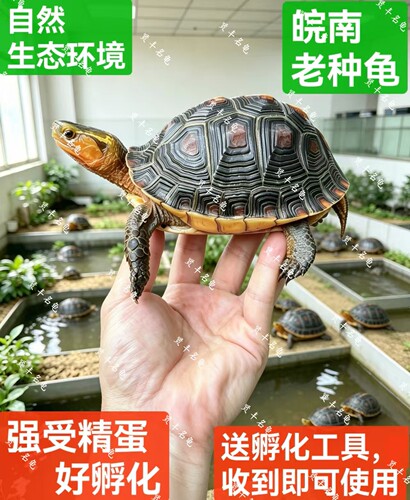黄缘龟蛋闭壳龟蛋皖南安缘蛋台缘大陆缘受精蛋包孵化送孵化工具