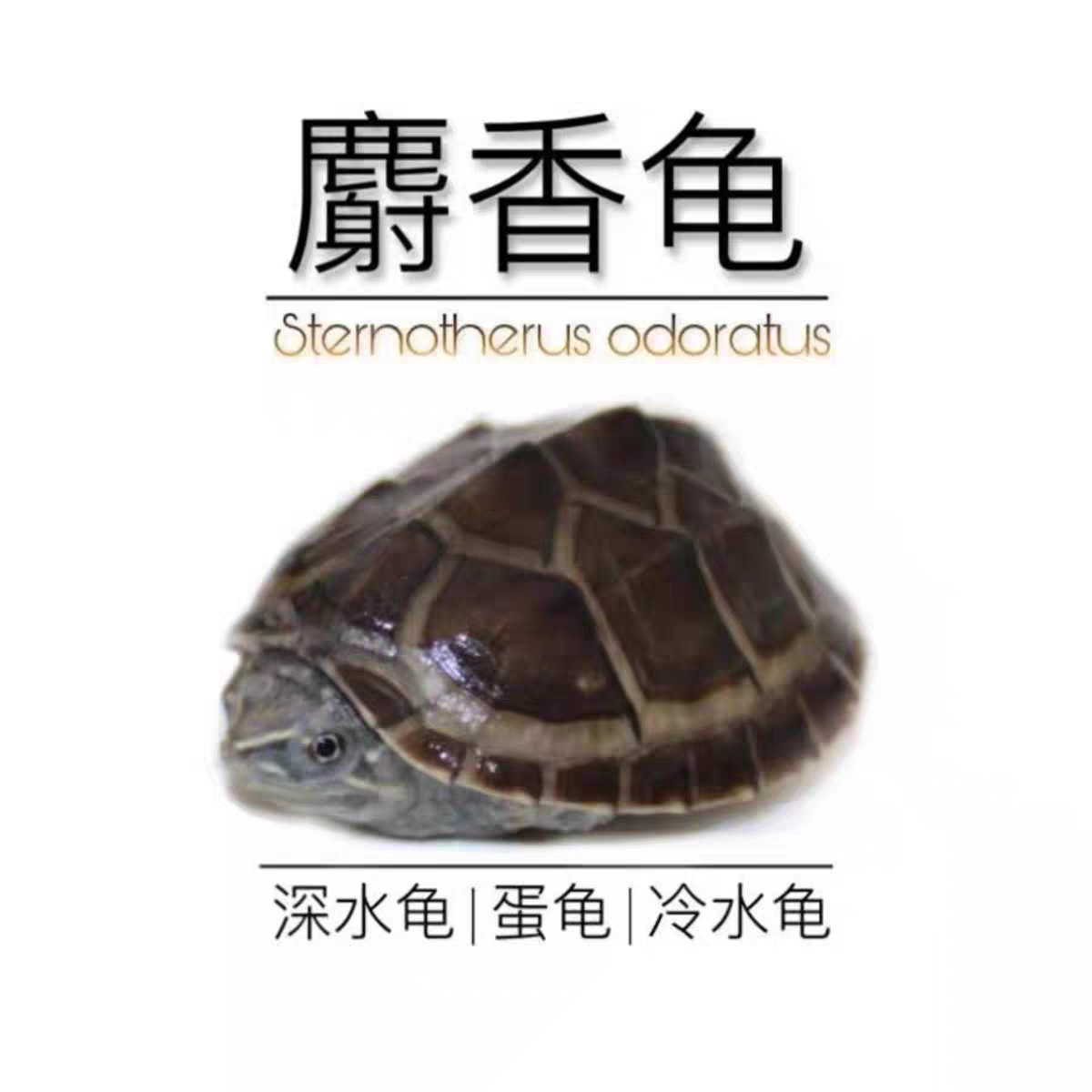 麝香龟蛋深水龟冷水龟观赏龟宠物龟蛋龟孵化蛋送孵化工具