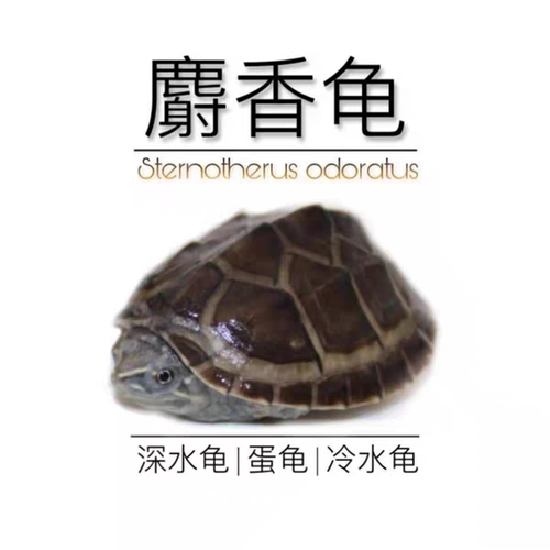 麝香龟蛋深水龟冷水龟观赏龟宠物龟蛋龟孵化蛋送孵化工具