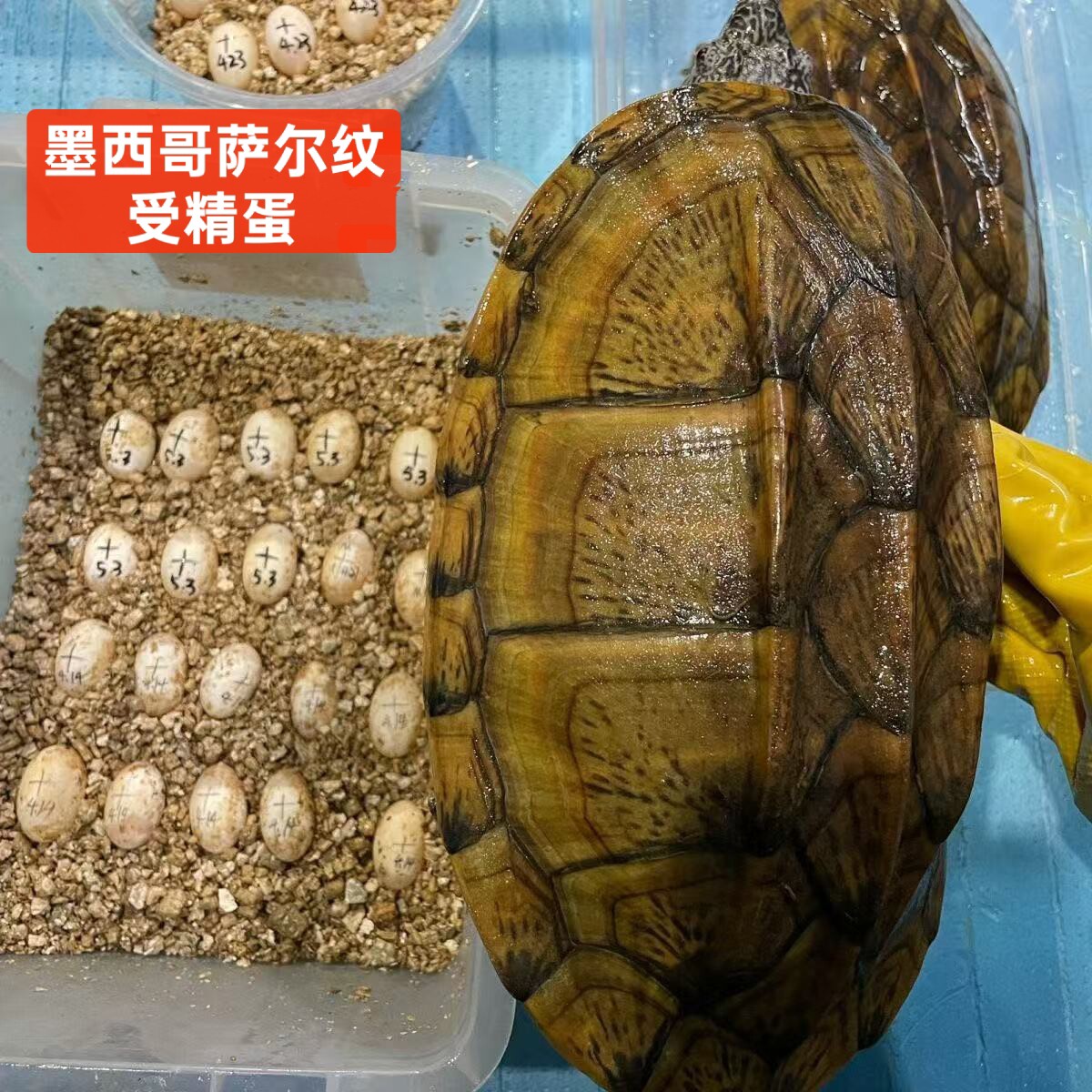 墨西哥萨尔文受精龟蛋深水龟宠物龟乌龟蛋送孵化工具