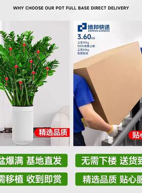 金钱树盆栽圆叶摇钱串子树苗办公室内客厅大型发财树真花盆景绿植