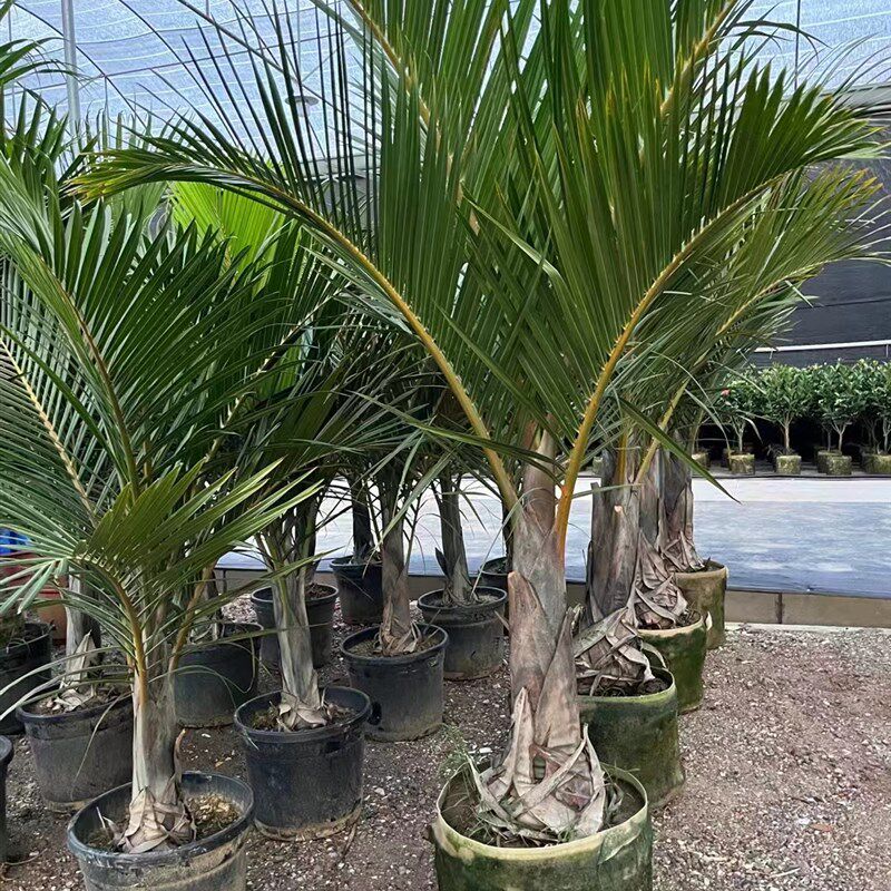 棍棒椰子树盆栽棍棒椰棕榈植物室外庭院花园阳台别墅大型高档绿植